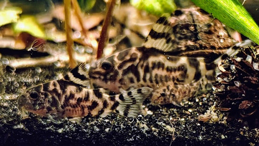Hoplisoma sp. CW111 "Vulcan"