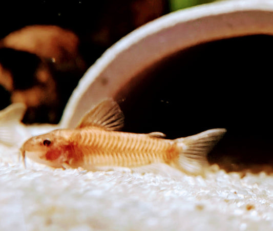 Aspidoras raimundi C125 "red"