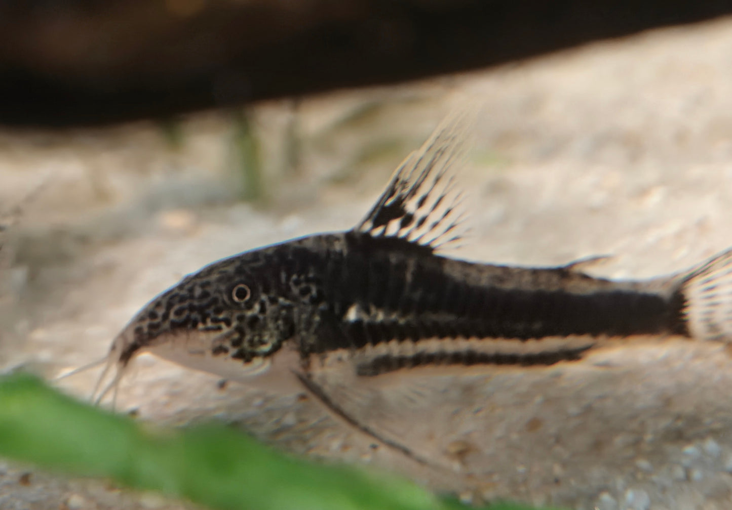 Scleromystax CW038: Trident Cory