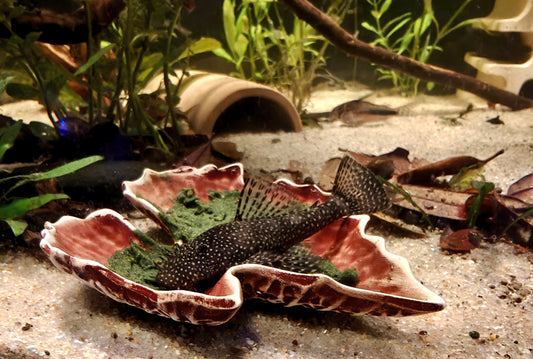Ancistrus sp. L530 "Schneeflocke"