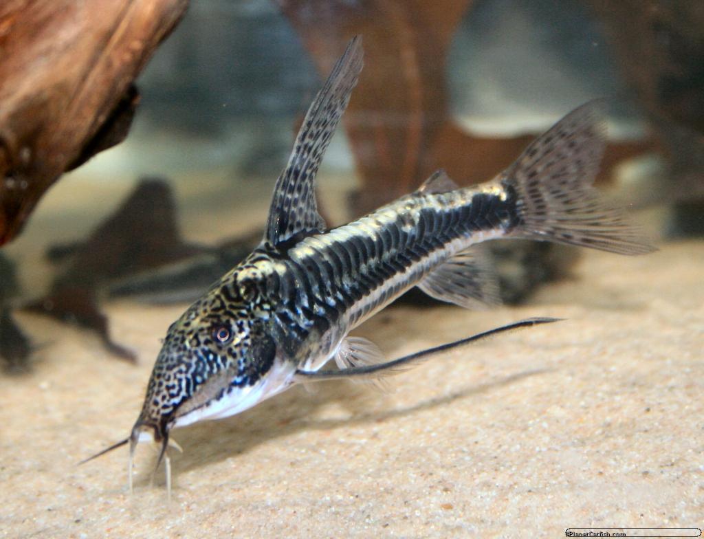Adult male CW038: Planet Catfish photo