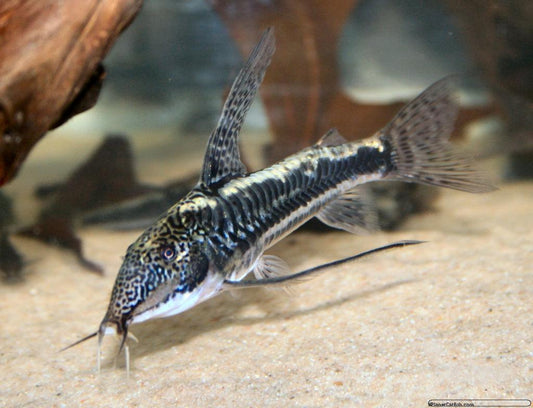 Adult male CW038: Planet Catfish photo