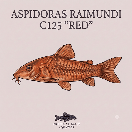 Aspidoras raimundi C125 "Red"
