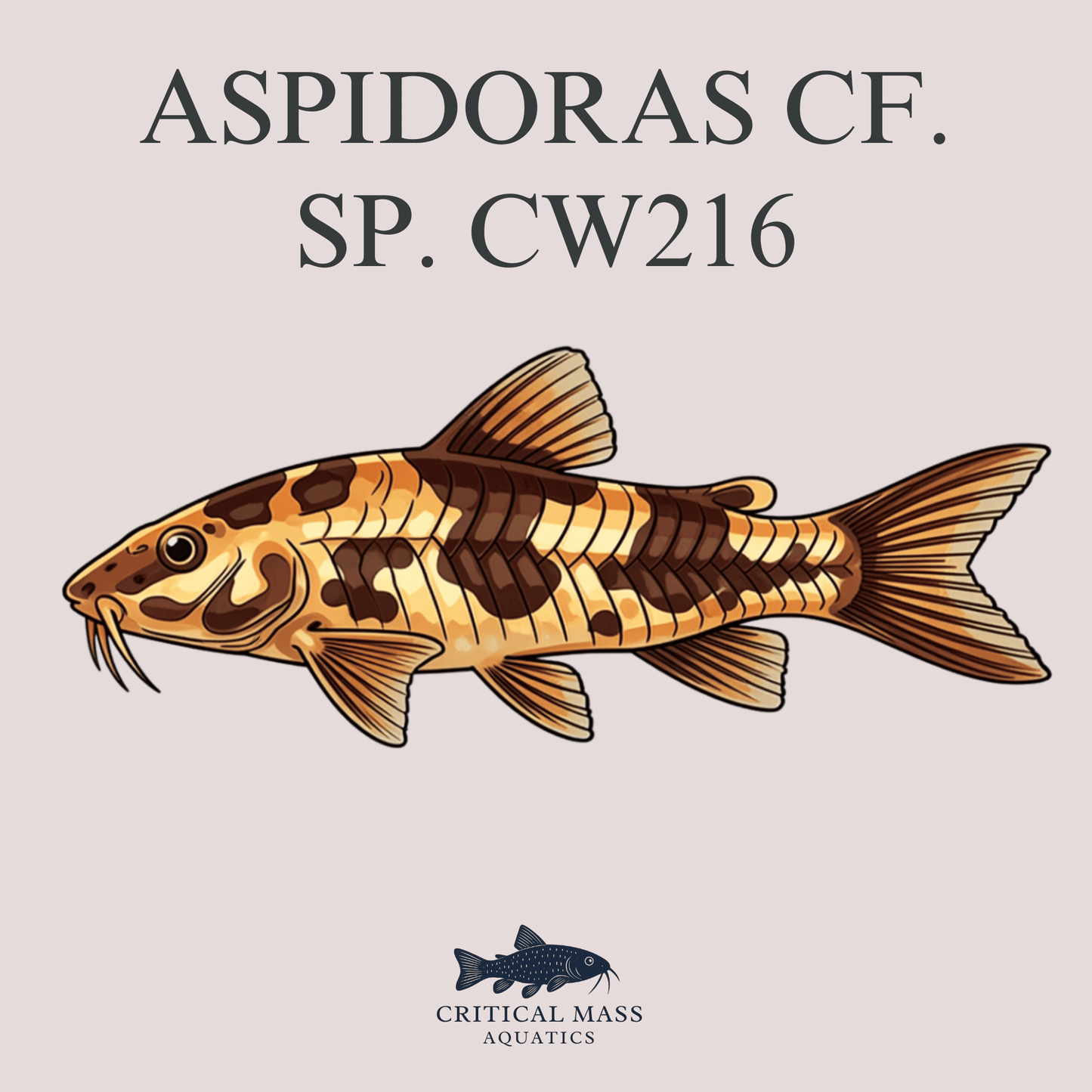Aspidoras cf. sp. CW216