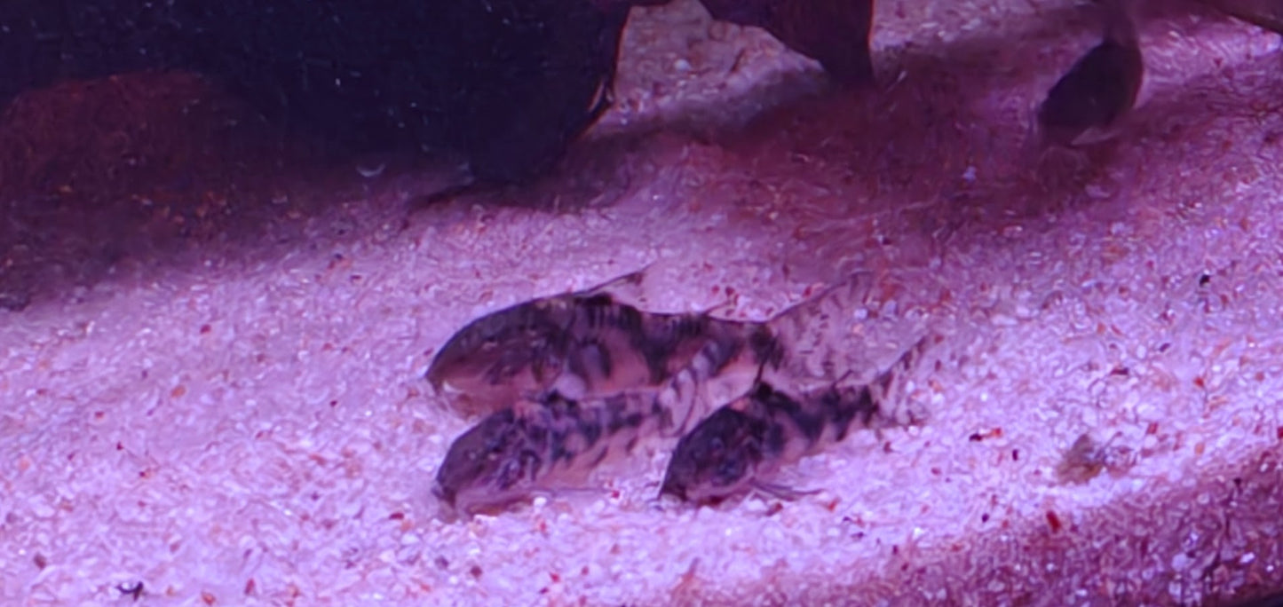 Aspidoras cf. sp. CW216