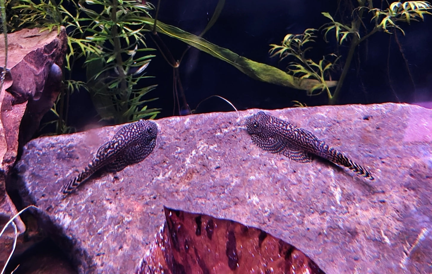 Sewellia albisuera: Gold Ring Hillstream Loach