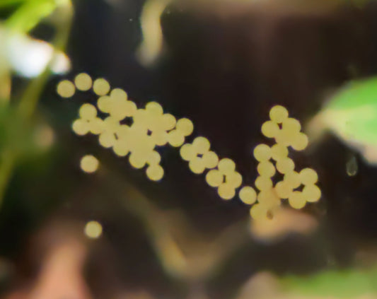 CW038 eggs: CMA photo