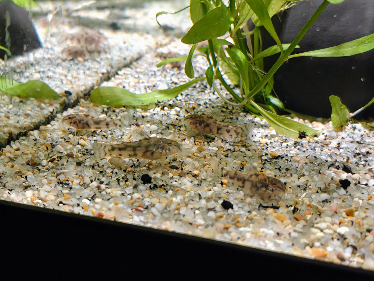 Young Scleromystax cw038: CMA Photo