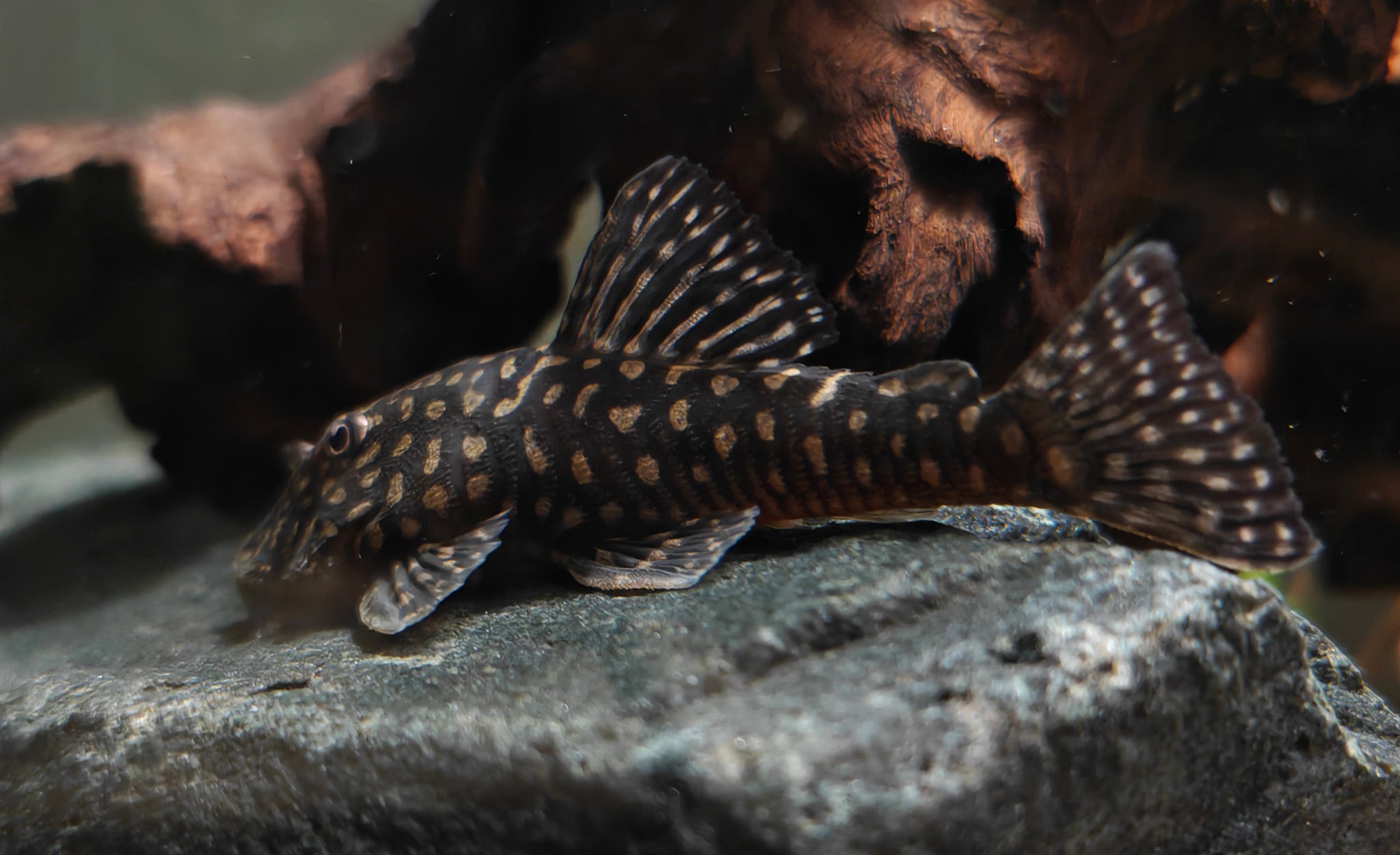 Pseudancistrus genisetiger - Jennifer Cross