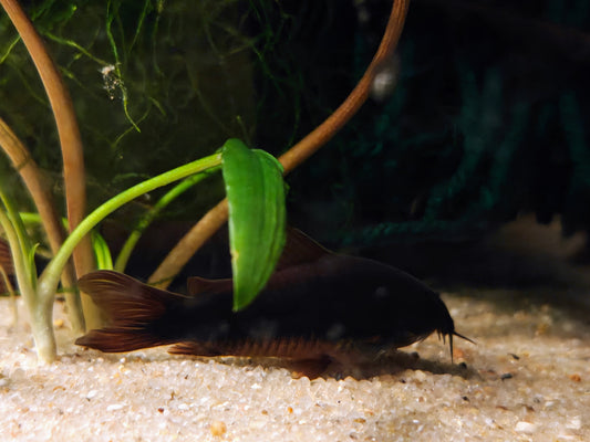 Osteogaster schultzei "Very Black"