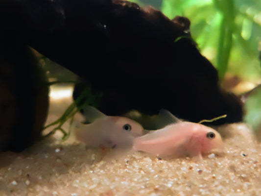 Hoplisoma panda "Snow White"