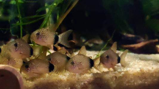 Hoplisoma caudimaculatum