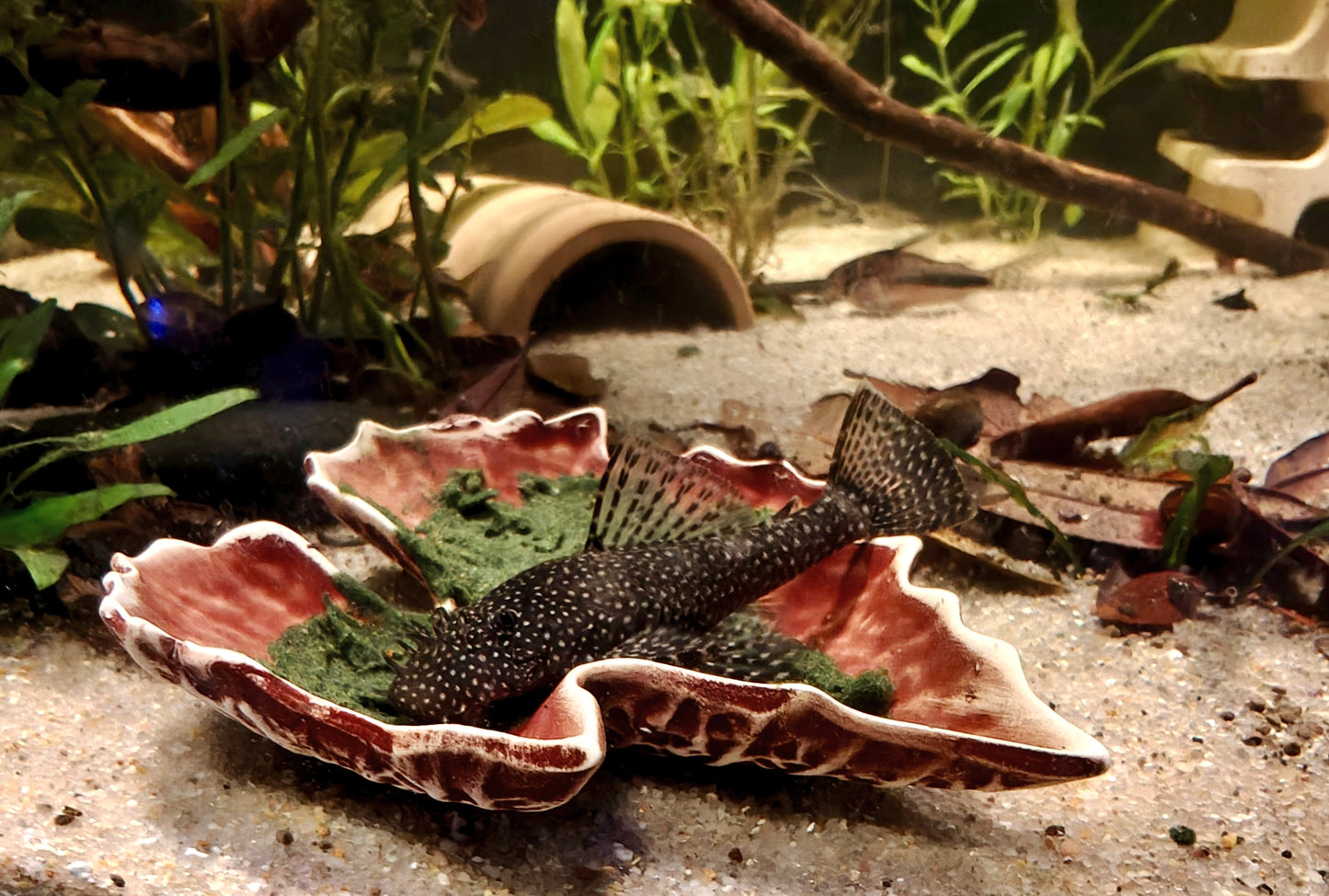 Ancistrus sp. L530 "Schneeflocke"