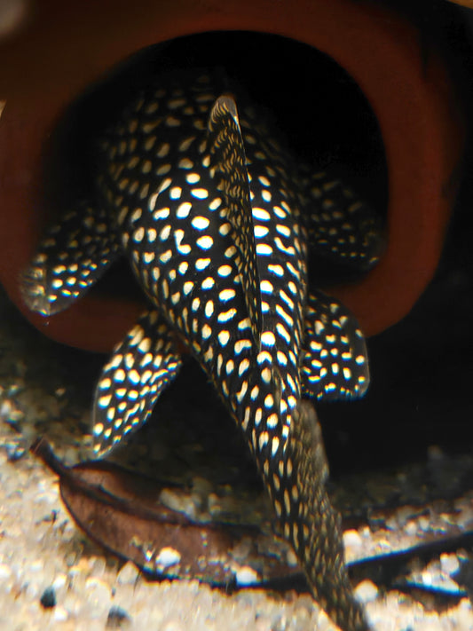 Hypancistrus sp. L136C