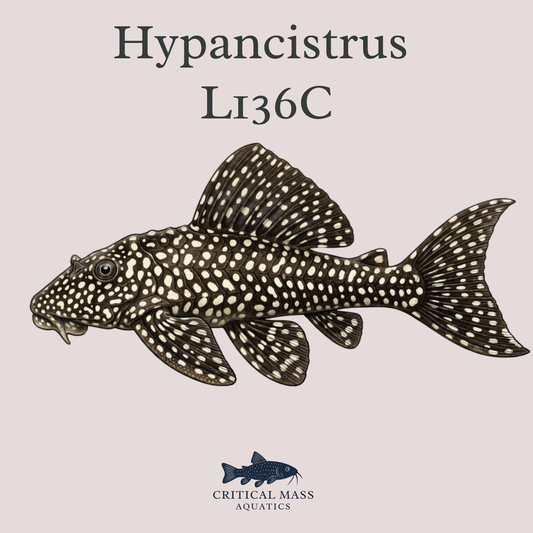 Hypancistrus sp. L136C