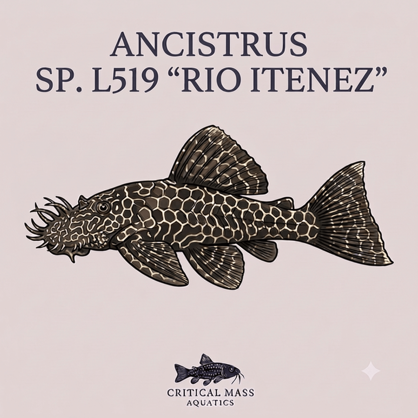 Ancistrus sp. L519 "Rio Itenez"