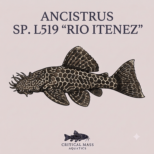 Ancistrus sp. L519 "Rio Itenez"