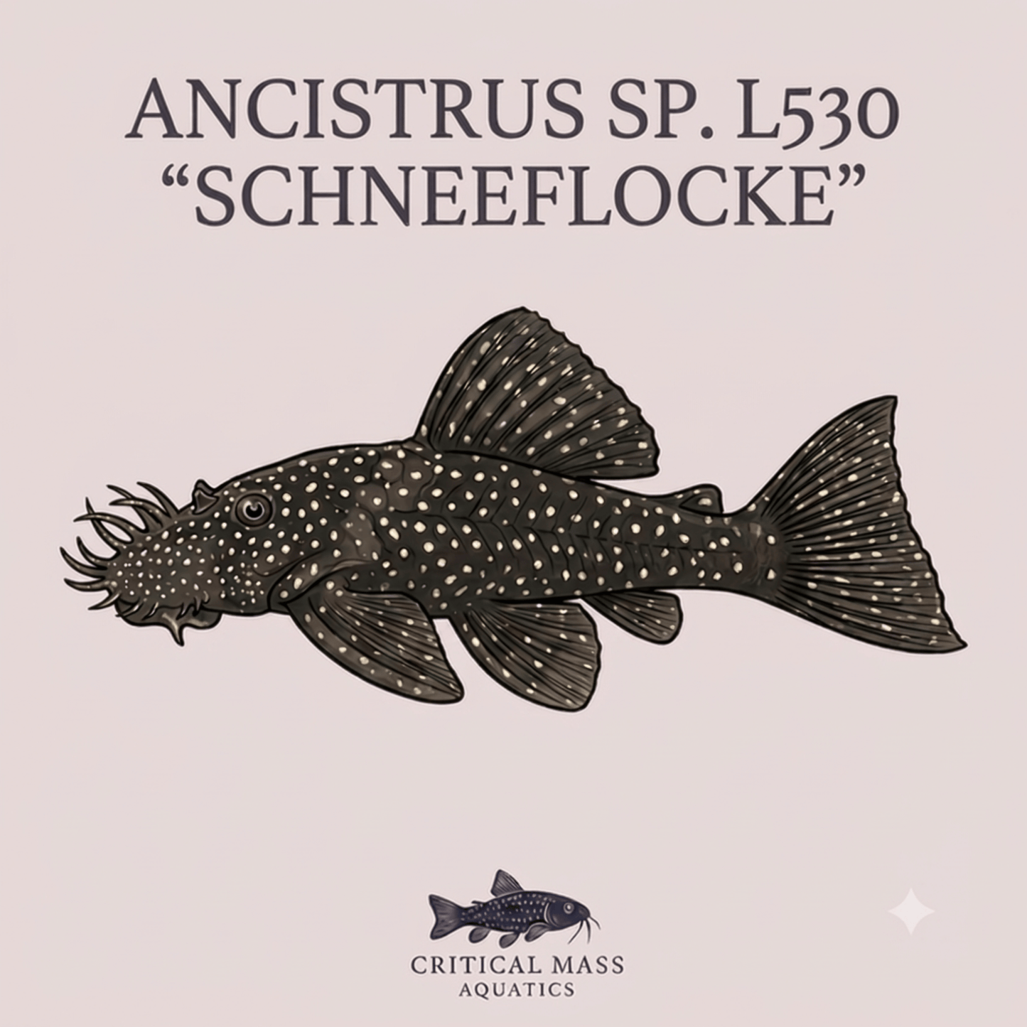 Ancistrus sp. L530 "Schneeflocke"