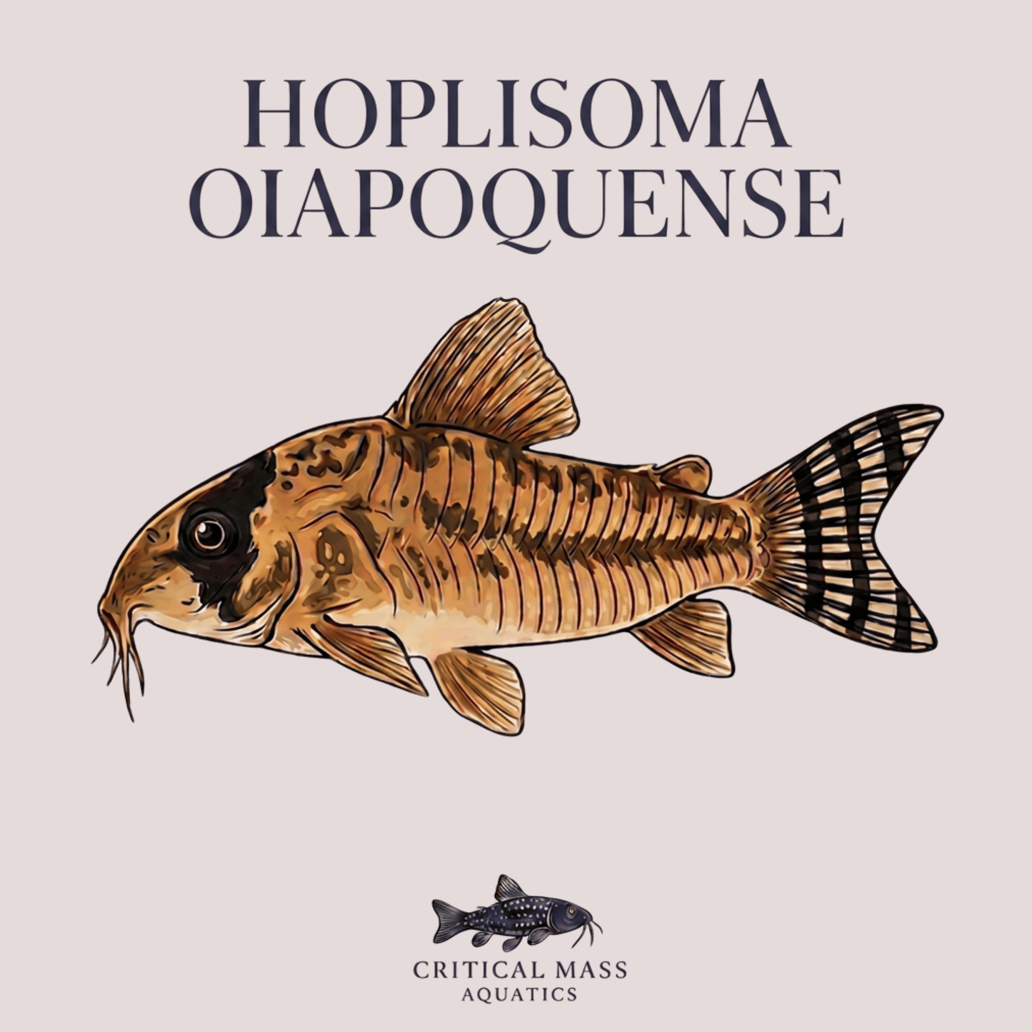 Hoplisoma oiapoquense