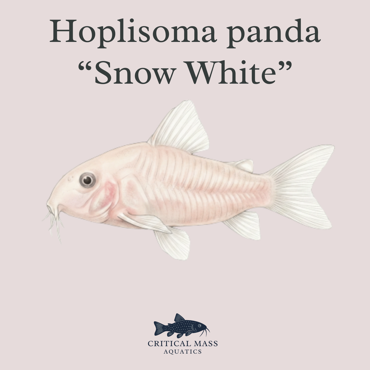 Hoplisoma panda "Snow White"