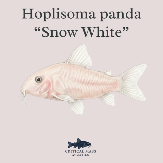 Hoplisoma panda "Snow White"