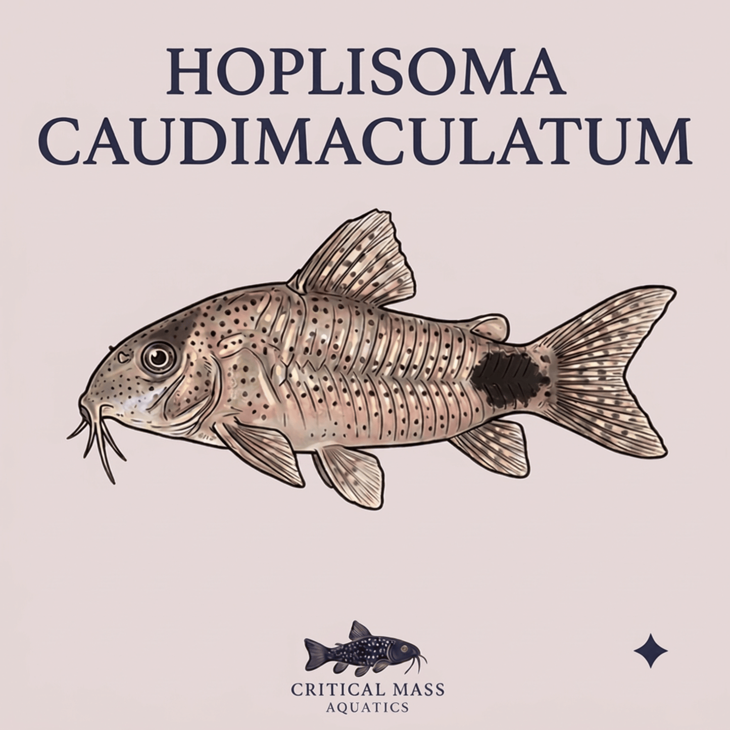 Hoplisoma caudimaculatum