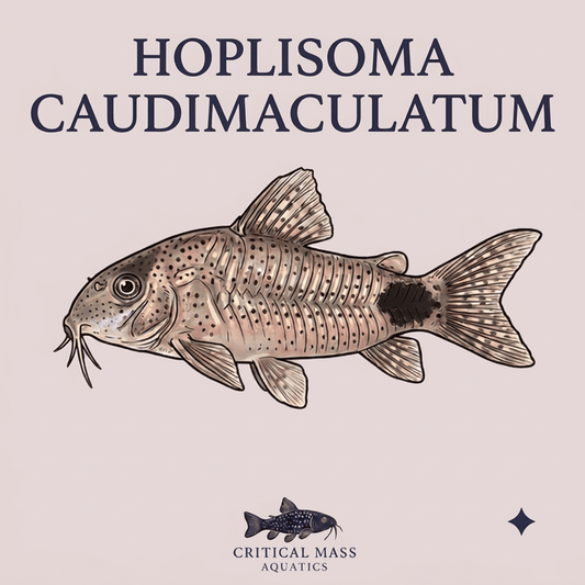 Hoplisoma caudimaculatum