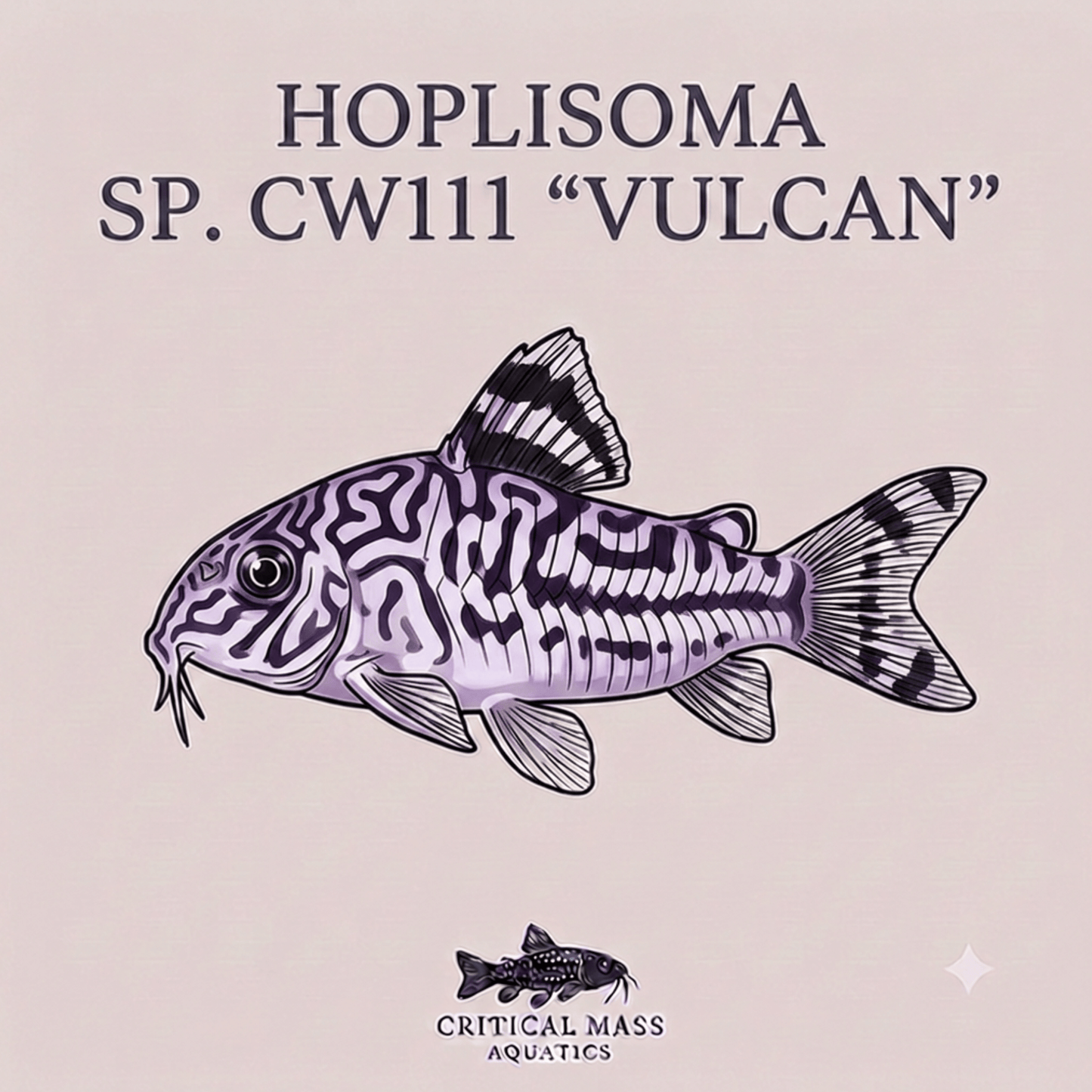 Hoplisoma sp. CW111 "Vulcan"