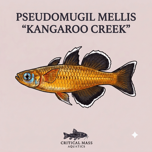 Pseudomugil mellis "Kangaroo Creek"